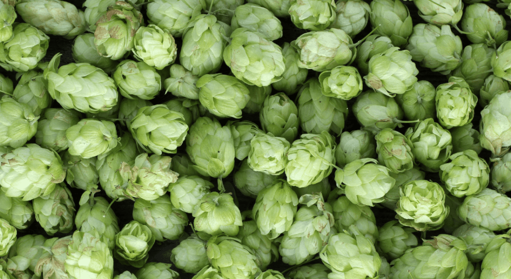 A close-up of numerous green hop cones clustered together.