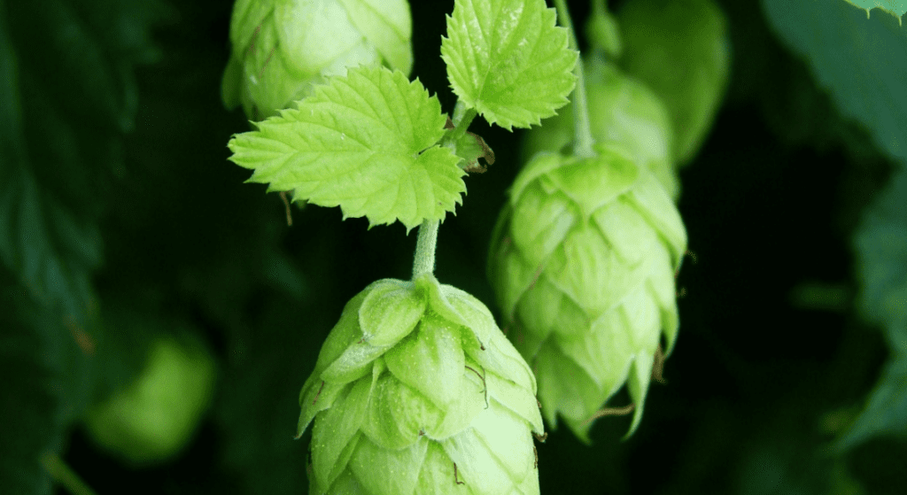 Nectaron Hops