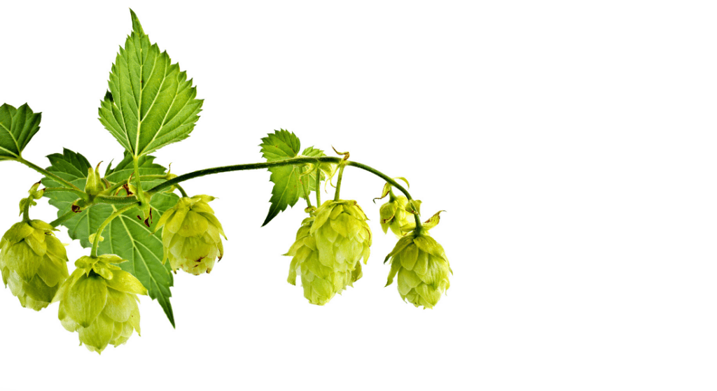 Crystal Hops