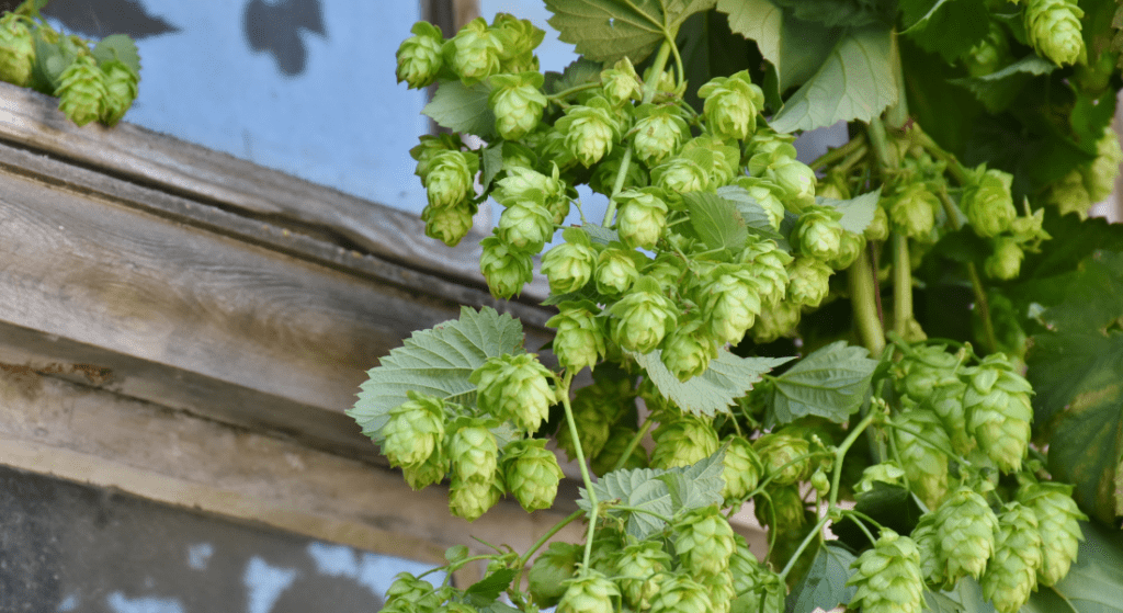 Meridian Hops