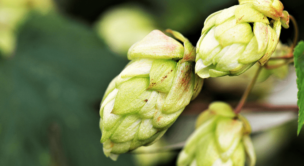 Tahoma Hops