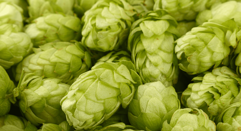 Close-up of fresh green hops, used primarily in beer brewing, filling the frame.