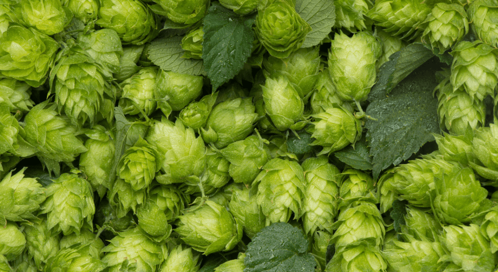 Loral Hops Close-up image of fresh green hops with dew, used in brewing beer.