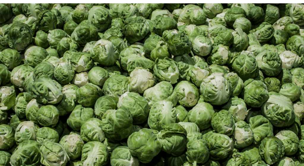 magnum hops A large pile of fresh green brussels sprouts.