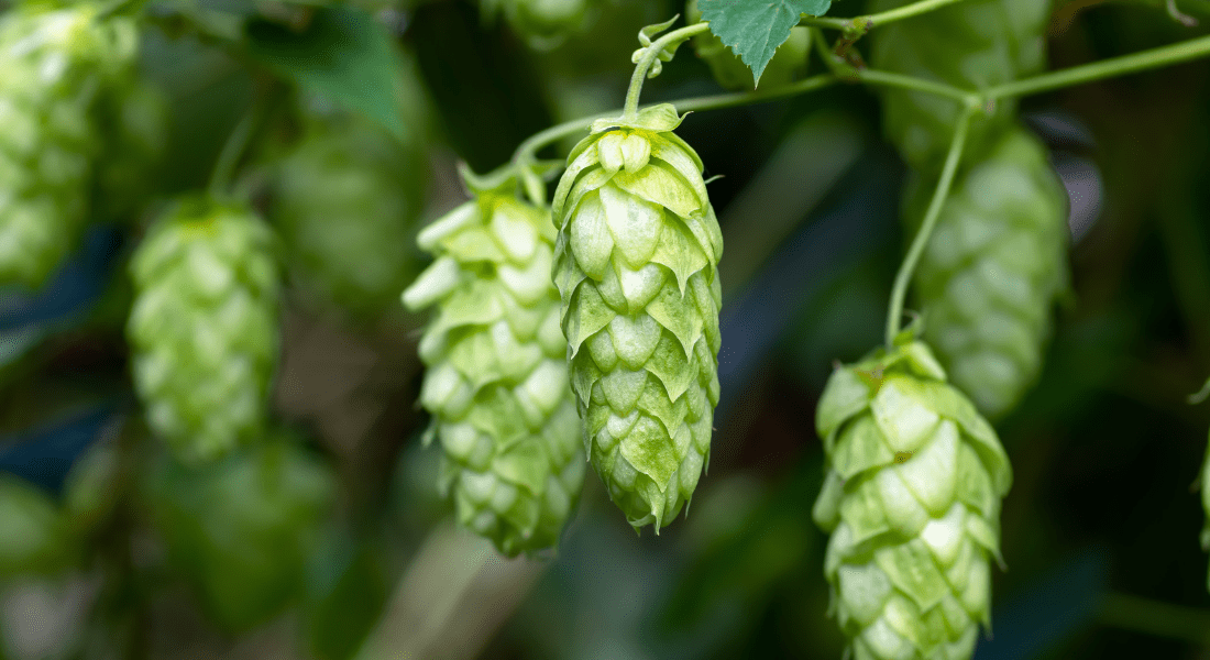 Zappa Hops Close-up of fresh green hops hanging from a vine in a garden, with a blurred green background.