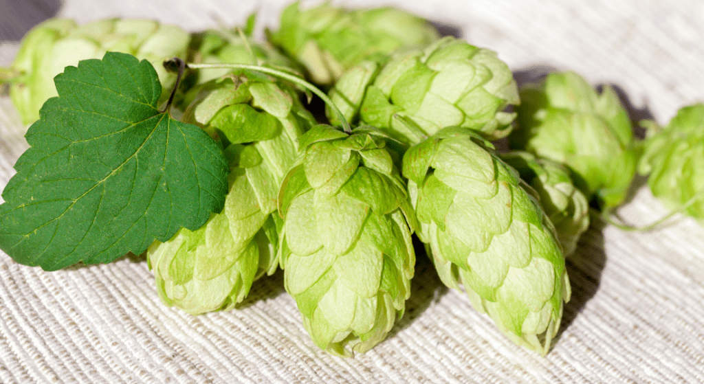 Close-up of fresh green hops and a single green leaf on a textured white surface.