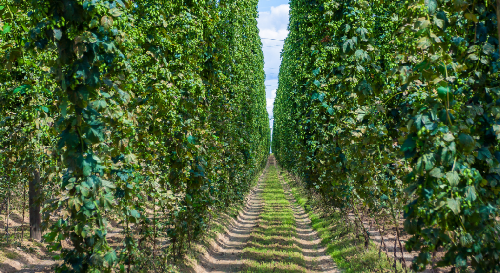 Rows of green hops plants growing vertically on tall trellises with a pathway running through the middle in a sunny outdoor field.