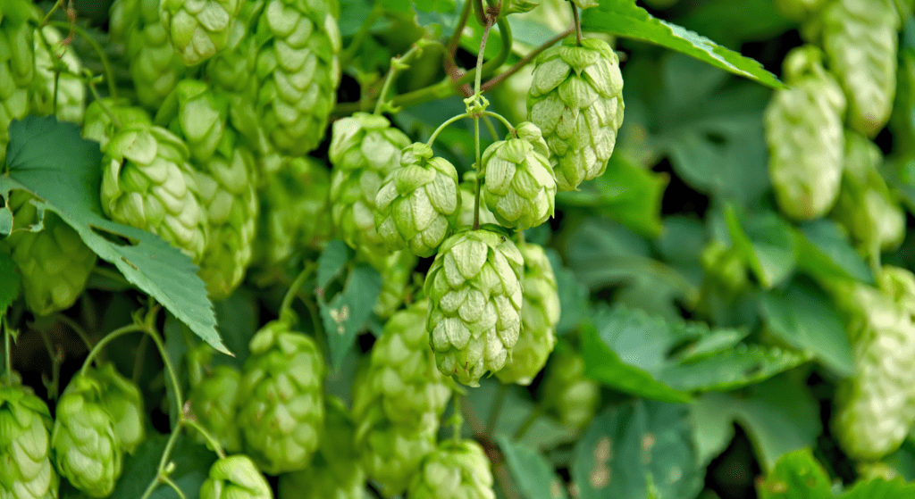 Close-up of green hop cones and leaves on a vine plant, commonly used in brewing beer.