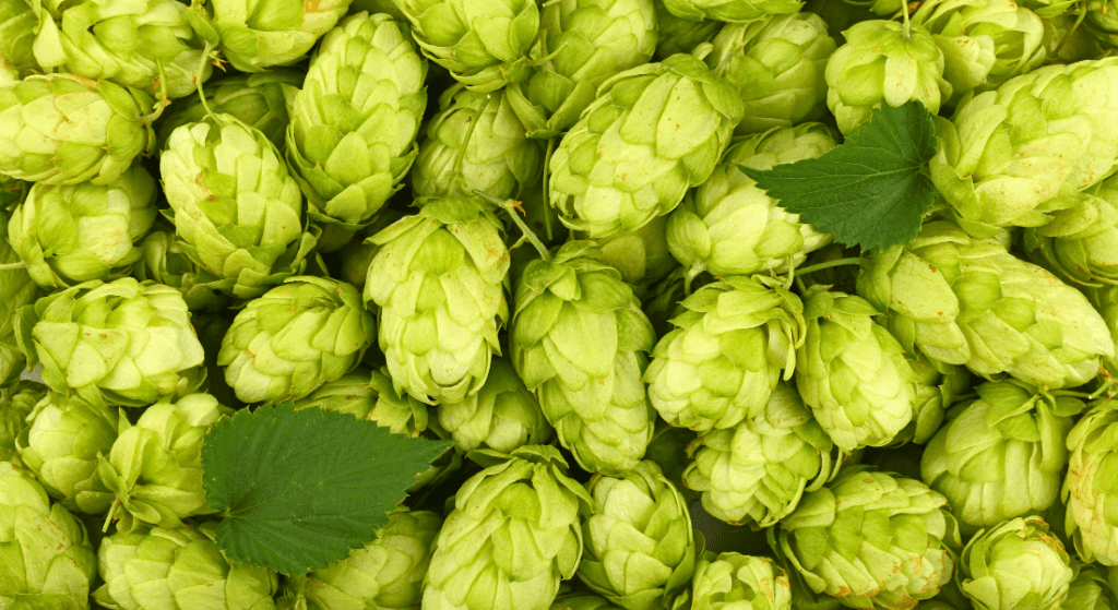 A close-up of fresh green hop cones with two green hop leaves among them.