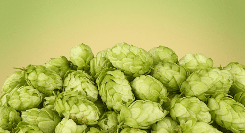 A pile of green hop cones set against a gradient yellow-green background.