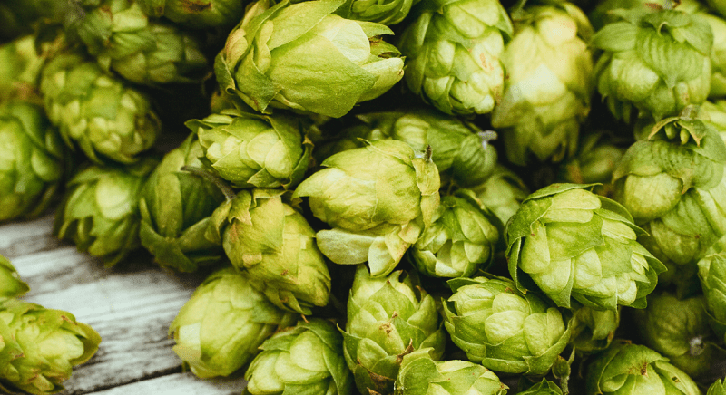 Close-up of a pile of fresh green hop cones used in brewing beer, displayed on a wooden surface.