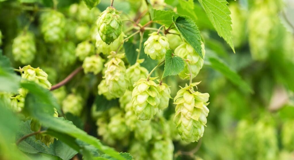 Green hop cones hanging from a vine with surrounding leaves, ready for harvest