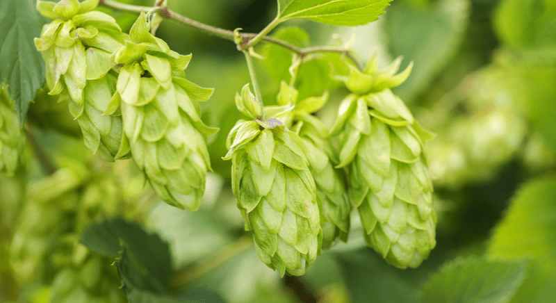 Close-up of green hop cones growing on a vine with leaves in the background.
