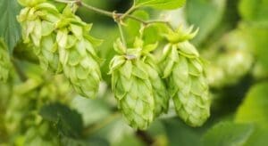 Close-up of green hop cones hanging from a vine, surrounded by green leaves.