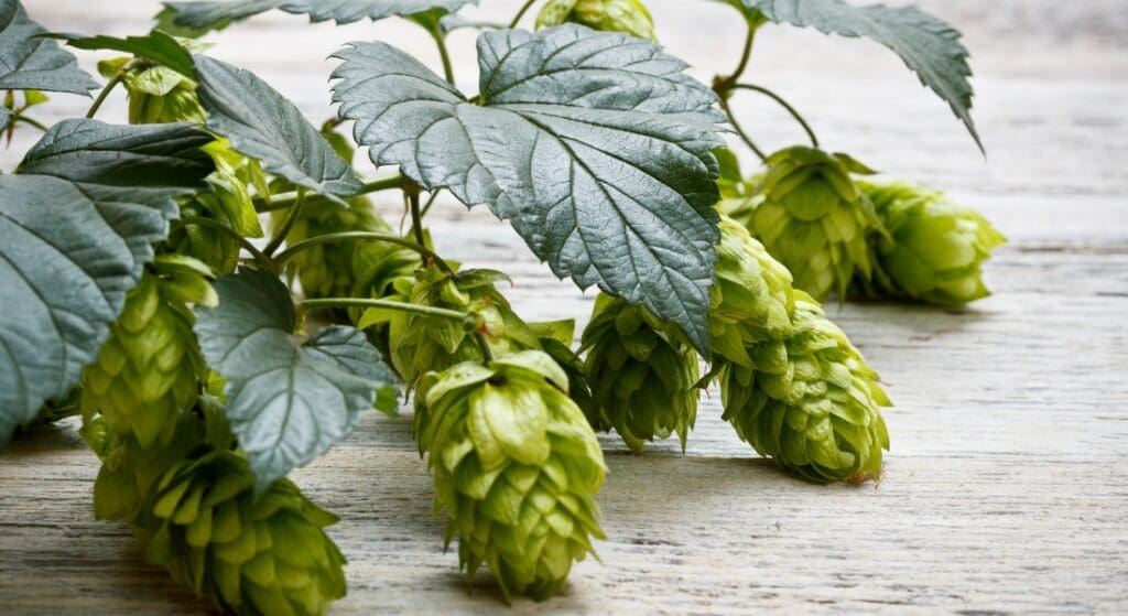 Close-up of green hop cones and leaves on a weathered wooden surface.