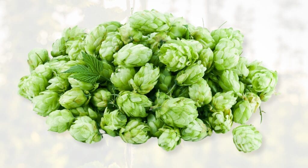 A pile of fresh green hop cones with a single small leaf among them, used for brewing beer. The background is subtly blurred, highlighting the hops.