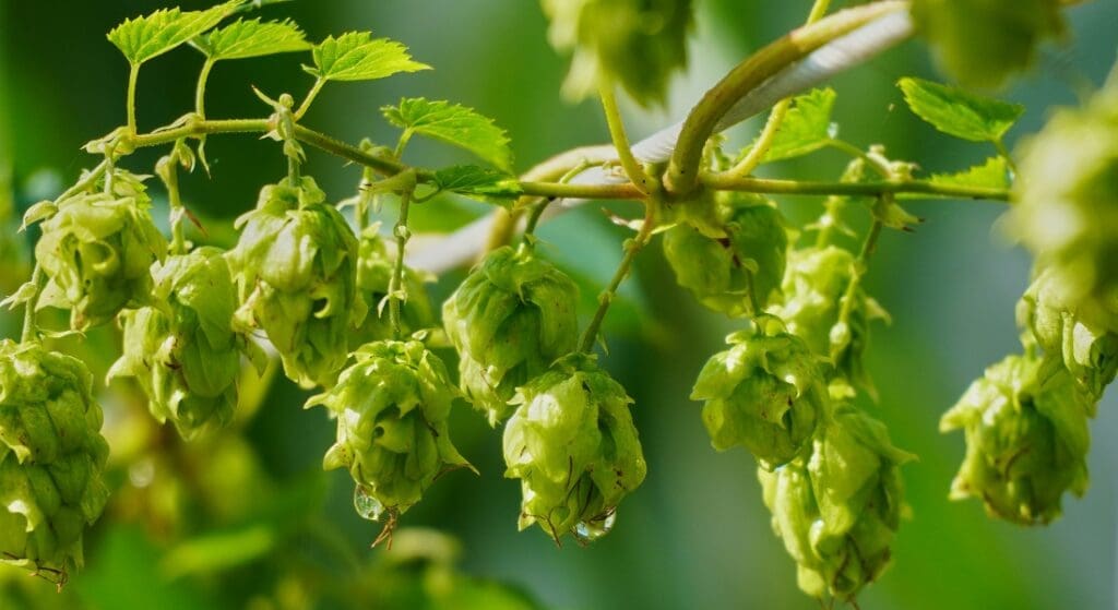 Close-up of green hops growing on a vine. Several hop cones are grouped together, each with visible petals and small water droplets, set against a blurred green background.