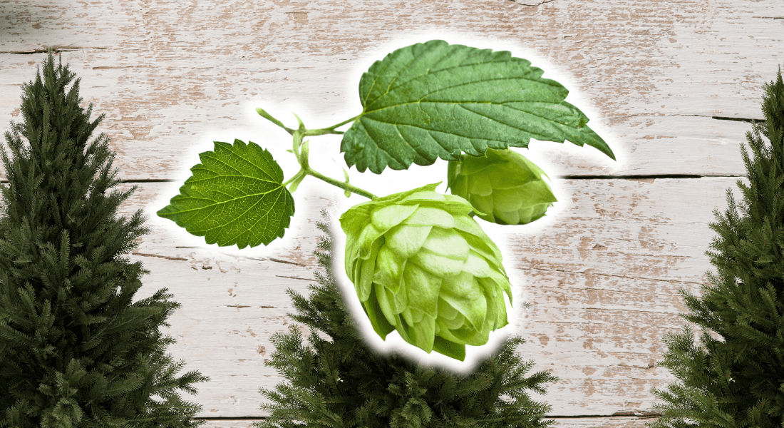 Hops plant with green leaves and cones over a textured wooden background, surrounded by evergreen trees.